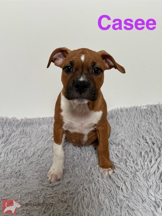 Americký stafordširský teriér