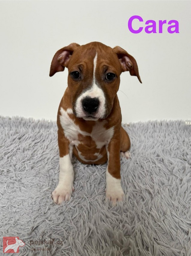 Americký stafordširský teriér