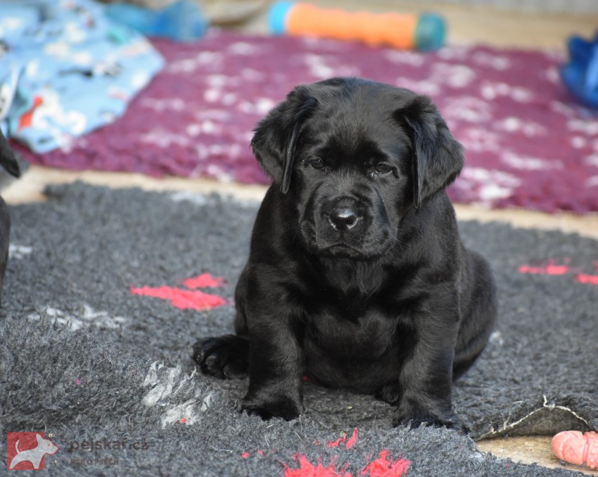 Labradorský retriever