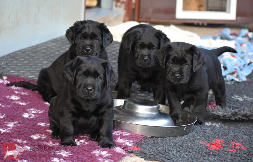 Labradorský retriever
