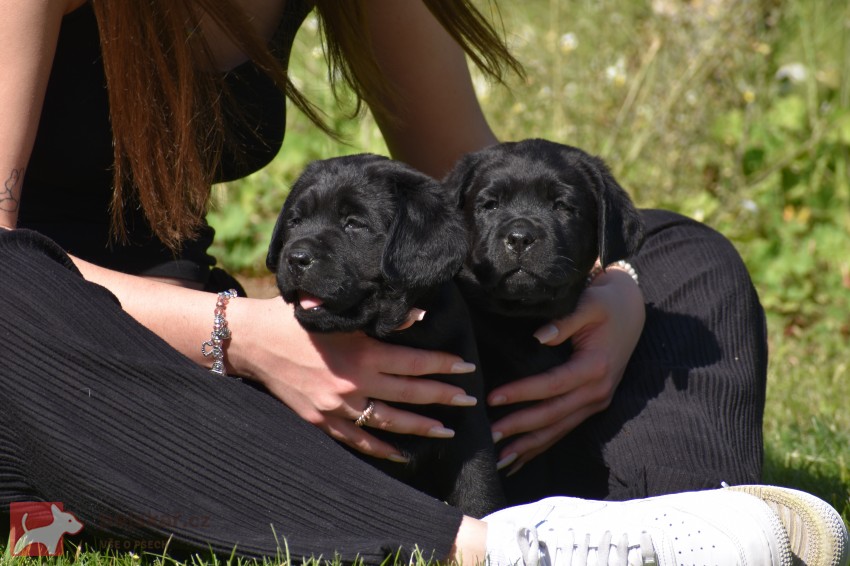 Labradorský retriever