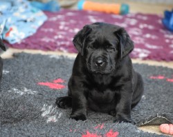 Inzerce psů Labradorský retriever