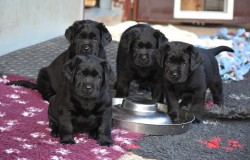 Labradorský retriever