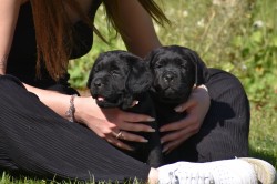 Labradorský retriever