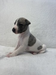 Inzerce psů Prodáme štěňata plemene whippet
