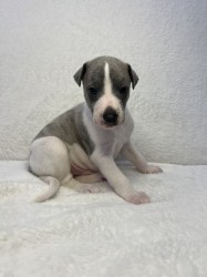 Prodáme štěňata plemene whippet
