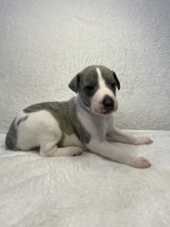 Prodáme štěňata plemene whippet