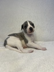 Prodáme štěňata plemene whippet