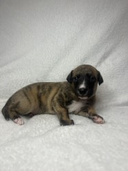 Prodáme štěňata plemene whippet