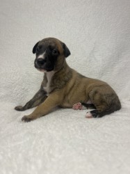 Prodáme štěňata plemene whippet