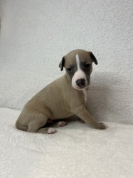 Prodáme štěňata plemene whippet