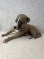 Prodáme štěňata plemene whippet