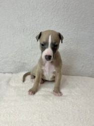 Prodáme štěňata plemene whippet