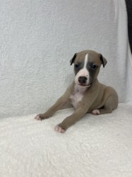 Prodáme štěňata plemene whippet