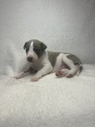 Prodáme štěňata plemene whippet
