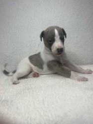 Prodáme štěňata plemene whippet