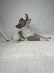 Prodáme štěňata plemene whippet