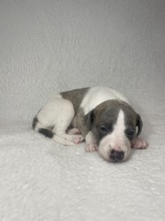 Prodáme štěňata plemene whippet