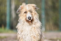 Inzerce psů Kačenka k adopci
