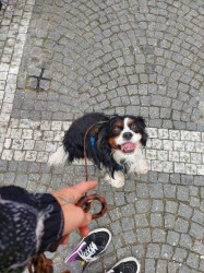 Inzerce psů Matýsek k adopci