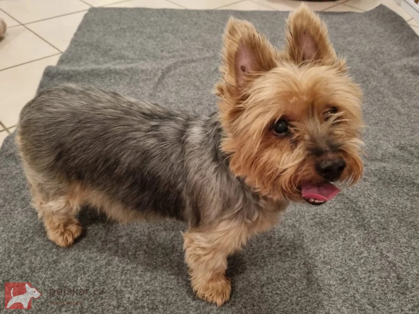 Balou k adopci