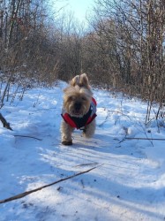 Inzerce psů Balou k adopci