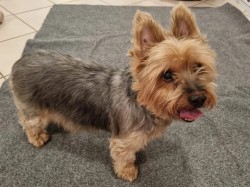 Balou k adopci