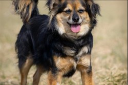 Otík k adopci