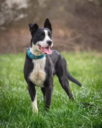 Mach k adopci