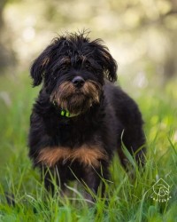 Zoltan k adopci
