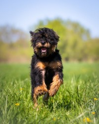 Zoltan k adopci