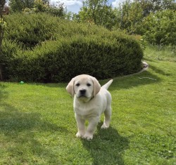 Labrador štěňátka s PP odběr možný ihned