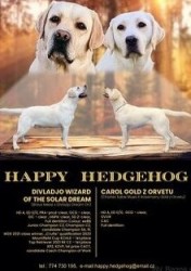 Labrador štěňátka s PP odběr možný ihned