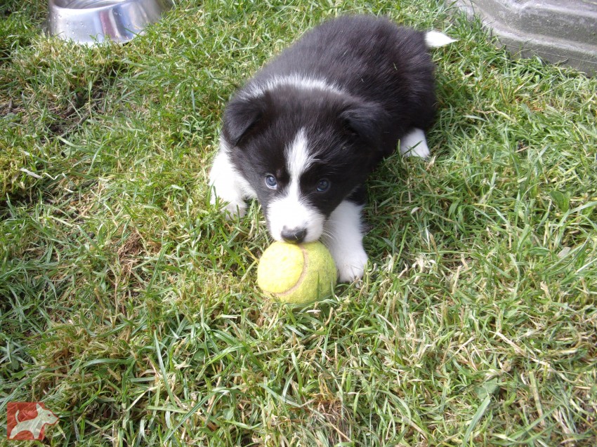 Border kolie /  collie štěňata s PP (FCI)