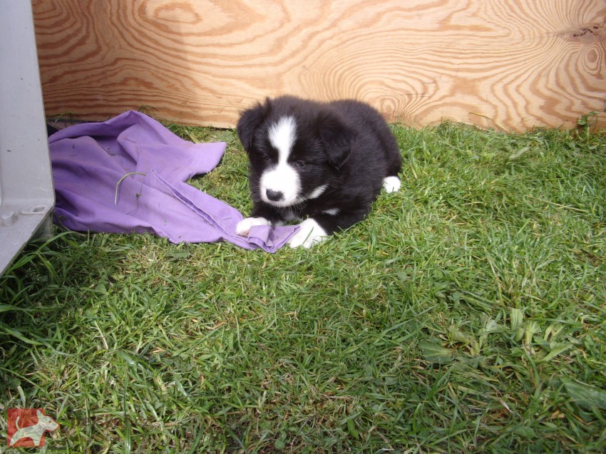 Border kolie /  collie štěňata s PP (FCI)
