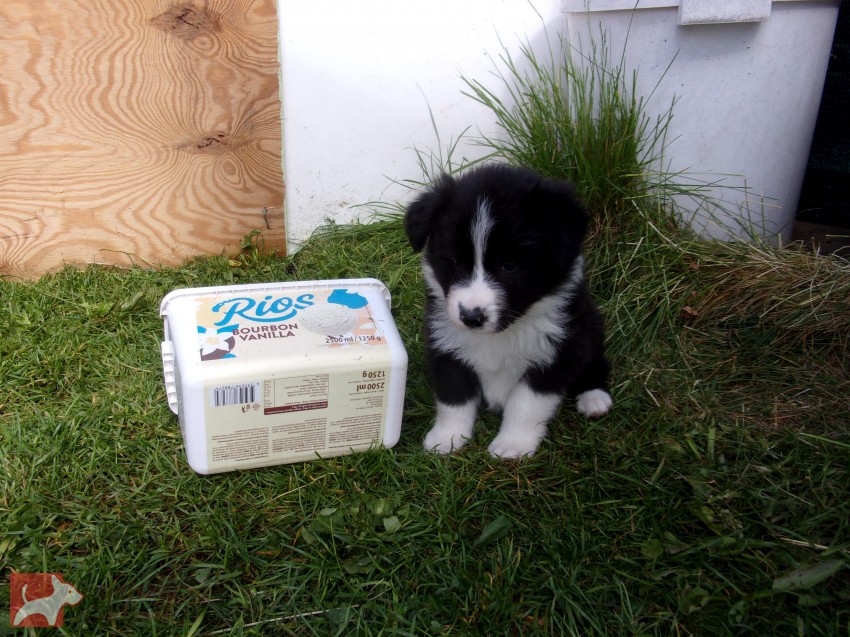 Border kolie /  collie štěňata s PP (FCI)