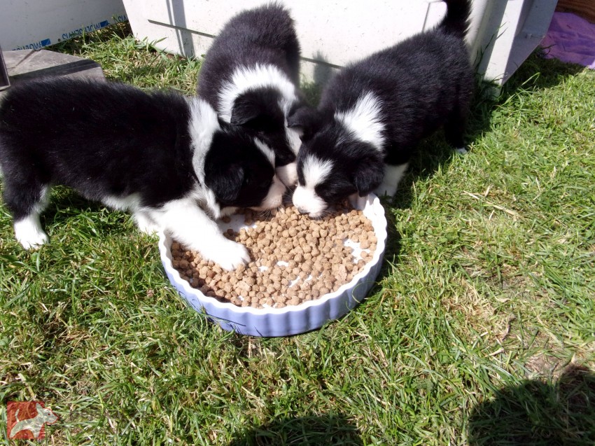 Border kolie /  collie štěňata s PP (FCI)