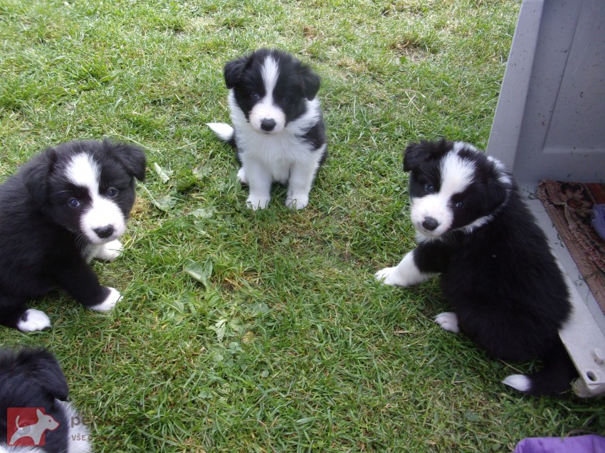 Border kolie /  collie štěňata s PP (FCI)