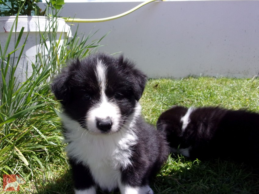 Border kolie /  collie štěňata s PP (FCI)