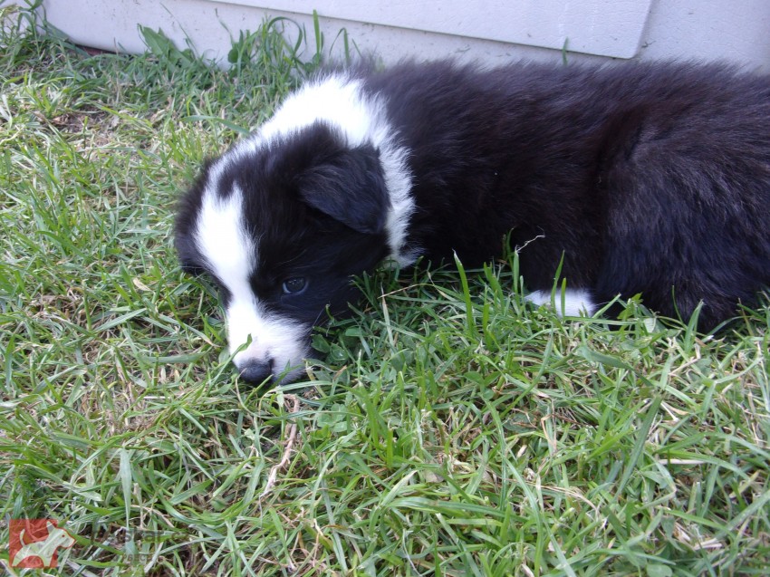 Border kolie /  collie štěňata s PP (FCI)