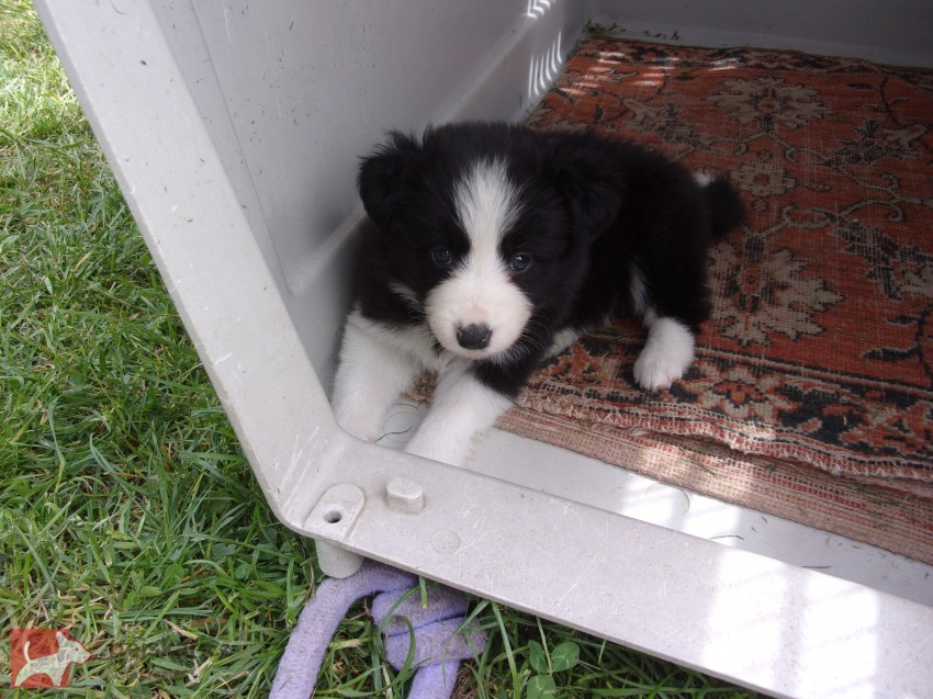 Border kolie /  collie štěňata s PP (FCI)