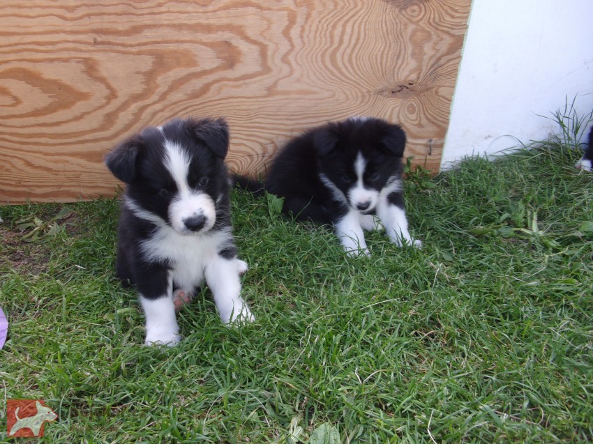 Border kolie /  collie štěňata s PP (FCI)
