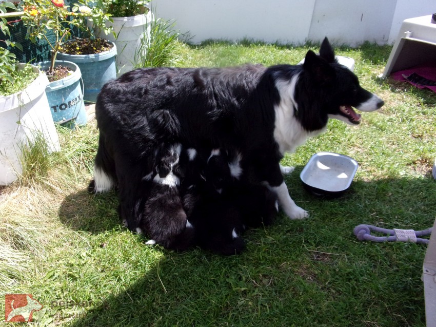 Border kolie /  collie štěňata s PP (FCI)