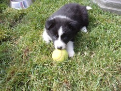 Border kolie /  collie štěňata s PP (FCI)