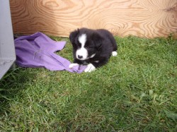Border kolie /  collie štěňata s PP (FCI)