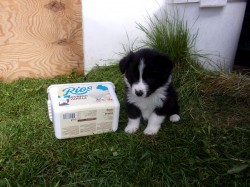 Border kolie /  collie štěňata s PP (FCI)