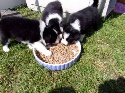Border kolie /  collie štěňata s PP (FCI)