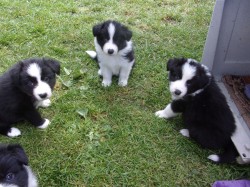 Border kolie /  collie štěňata s PP (FCI)