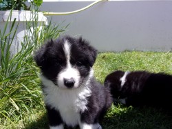 Border kolie /  collie štěňata s PP (FCI)