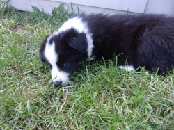 Border kolie /  collie štěňata s PP (FCI)